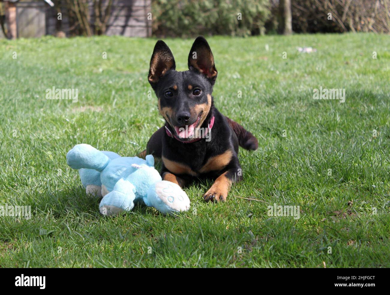 Un petit chien avec un jouet en peluche se trouve sur l'herbe. Il est gai, avec des oreilles magnifiquement pointues et des étincelles dans ses yeux. Il est noir et a un col rose Banque D'Images