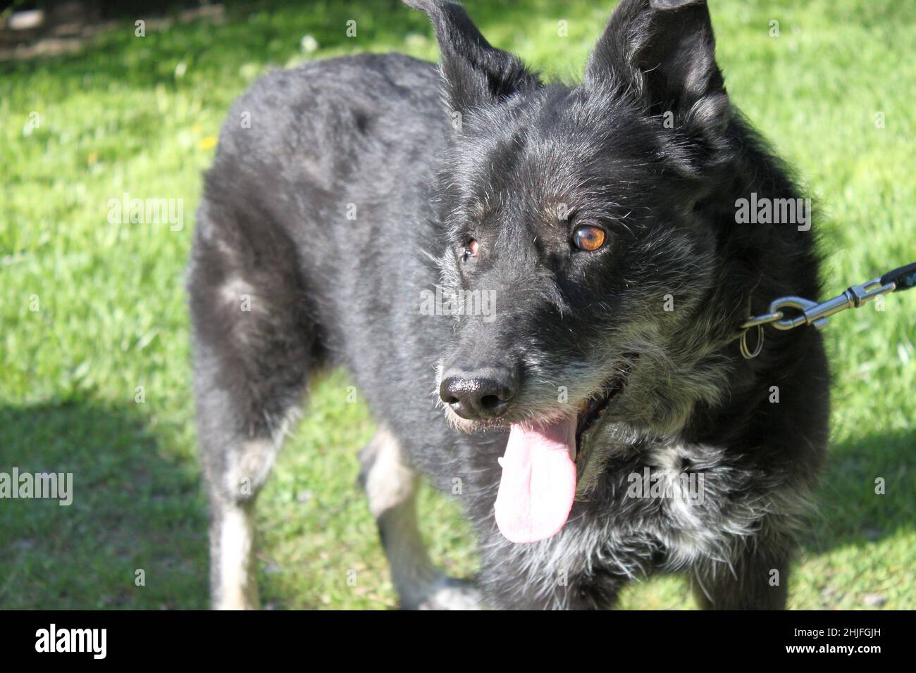 Portrait d'un grand chien noir sans un œil. Le chien est plus vieux, avec beaucoup de cheveux gris. Il regarde la distance quelque part. Banque D'Images