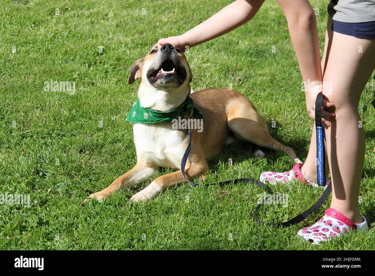 Un mélange de Pitbull est relevé par un enfant. Le chien repose sur l'herbe et est heureux. L'enfant tient la laisse et l'appuie sur la tête. Banque D'Images