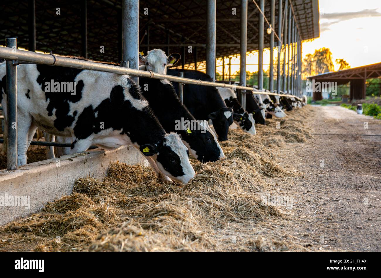 Les vaches dans un enclos d'une ferme mangent du foin.Beaucoup de vaches dans une grange sur une grande ferme. Banque D'Images