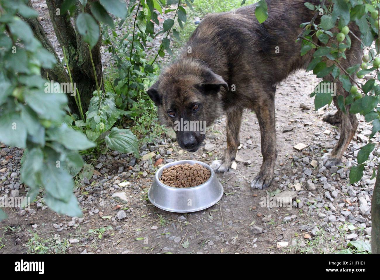 Nourrir un chien sans abri. Un grand chien bringé affamé mange avec impatience de la nourriture sèche dans un bol. De temps en temps, il cherche à voir si. Banque D'Images