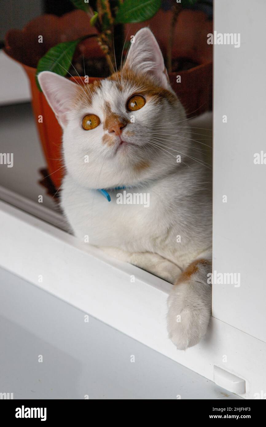 Chat curieux blanc et rouge avec yeux rouges regardant la fenêtre Banque D'Images