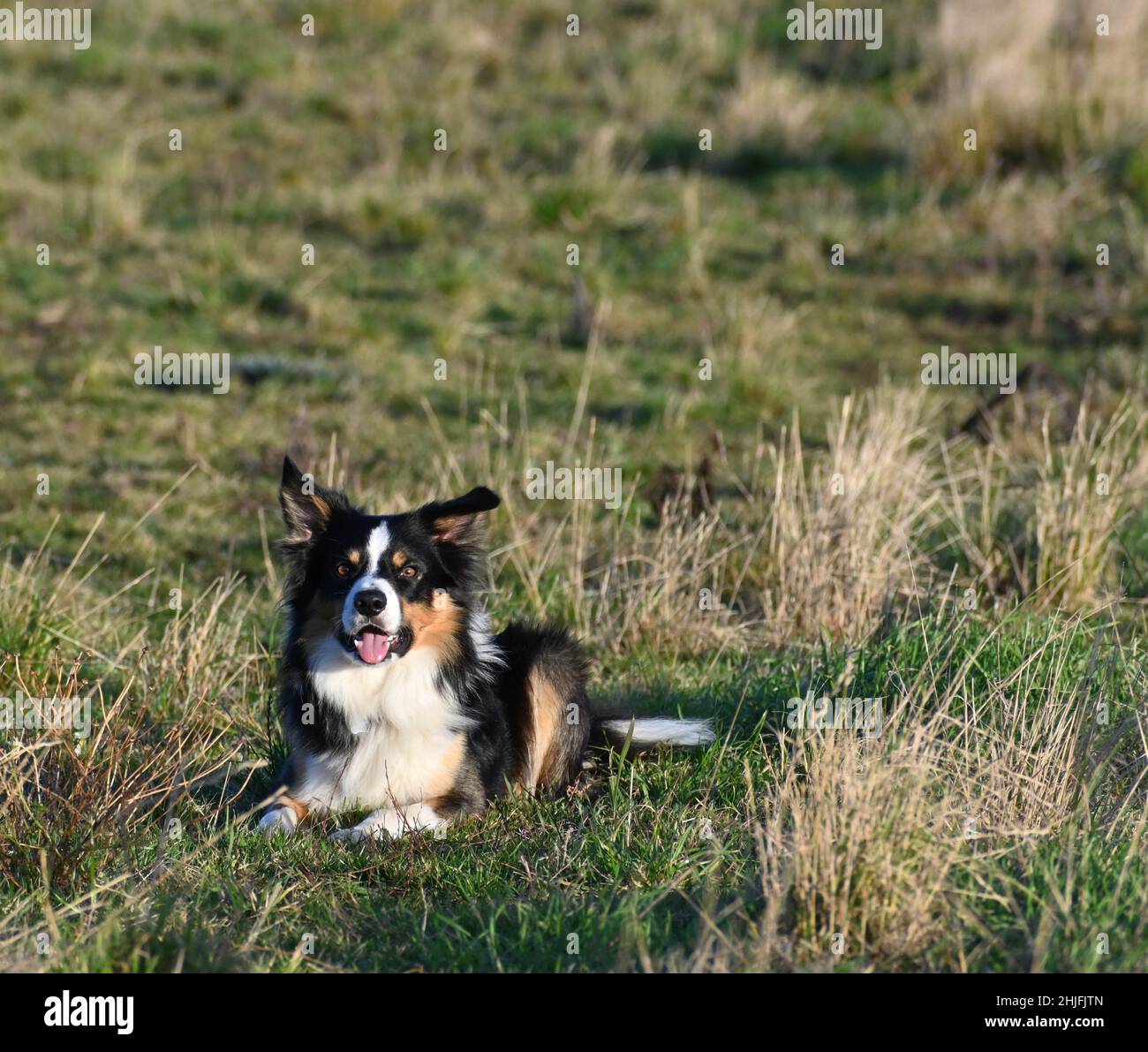 Collie de la frontière galloise posée sur le terrain Banque D'Images