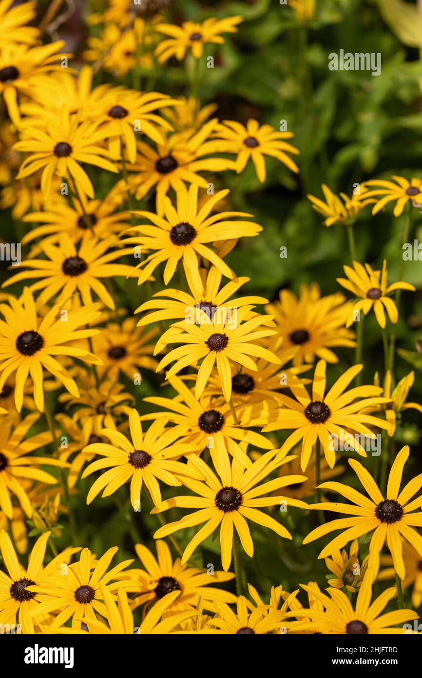 Gros plan de Susan - Rudbeckia fulgida var. Deamii| - la fleur de conéfleur du DEAM fleurit en septembre dans un jardin au Royaume-Uni Banque D'Images