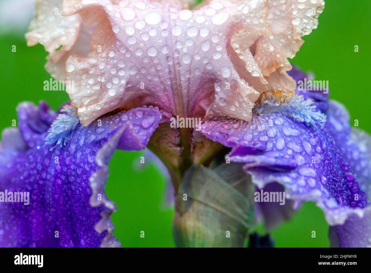 Illustration d'un iris barbu coloré aux couleurs lavande, pourpre et jaune sur fond abstrait. Banque D'Images