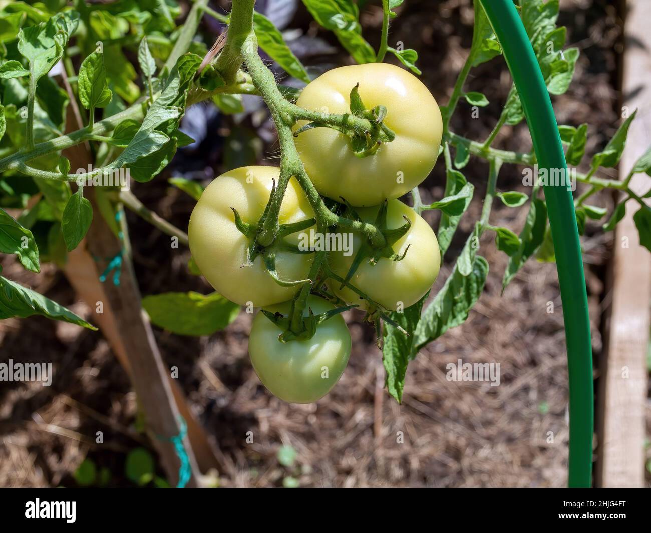 les tomates mûrissent dans le lit, en été Banque D'Images