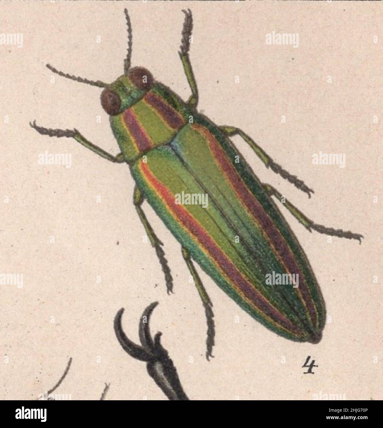 encyclopédie, Brockhaus, Konversations, Lexikon, Auflage,F. A. Brockhaus, Leipzig, conversations, Brockhaus Enzyklopädie, coléoptères,scarabée, käfer, coloré, illustration, édition 14th,19th Century, 1894, Anstalt, Georg.-artiste, latin,allemand, anglais, nom, gravure, chromolithographe,Antique, Fine, calligraphie, image, exquis,Dessiné, vif, frais, couleurs, Bug,Art, art, insecte, graphique, vibrant,clarté, qualité, science, botanique, détail,Décor, entomologie.Chrysochroma fulgidissima / coléoptère des joyaux / Yamato tamamushi Banque D'Images