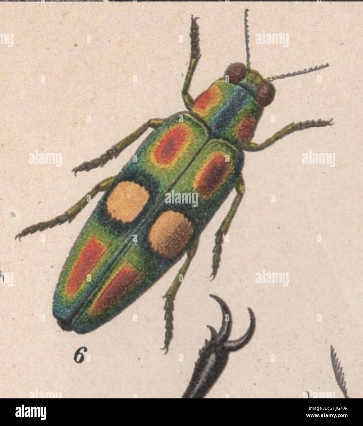 encyclopédie, Brockhaus, Konversations, Lexikon, Auflage,F. A. Brockhaus, Leipzig, conversations, Brockhaus Enzyklopädie, coléoptères,scarabée, käfer, coloré, illustration, édition 14th,19th Century, 1894, Anstalt, Georg.-artiste, latin,allemand, anglais, nom, gravure, chromolithographe,Antique, Fine, calligraphie, image, exquis,Dessiné, vif, frais, couleurs, Bug,Art, art, insecte, graphique, vibrant,clarté, qualité, science, botanique, détail,Décor, entomologie.Chrysochroma ocellata / Bèle des joyaux / Buprestidae Banque D'Images