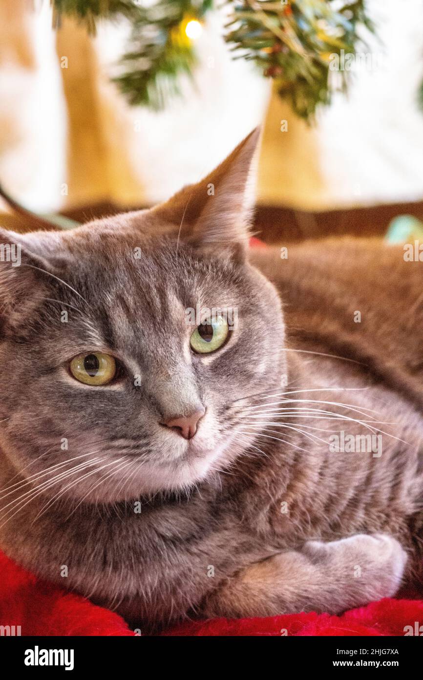 Chat couché sous l'arbre de Noël Banque D'Images