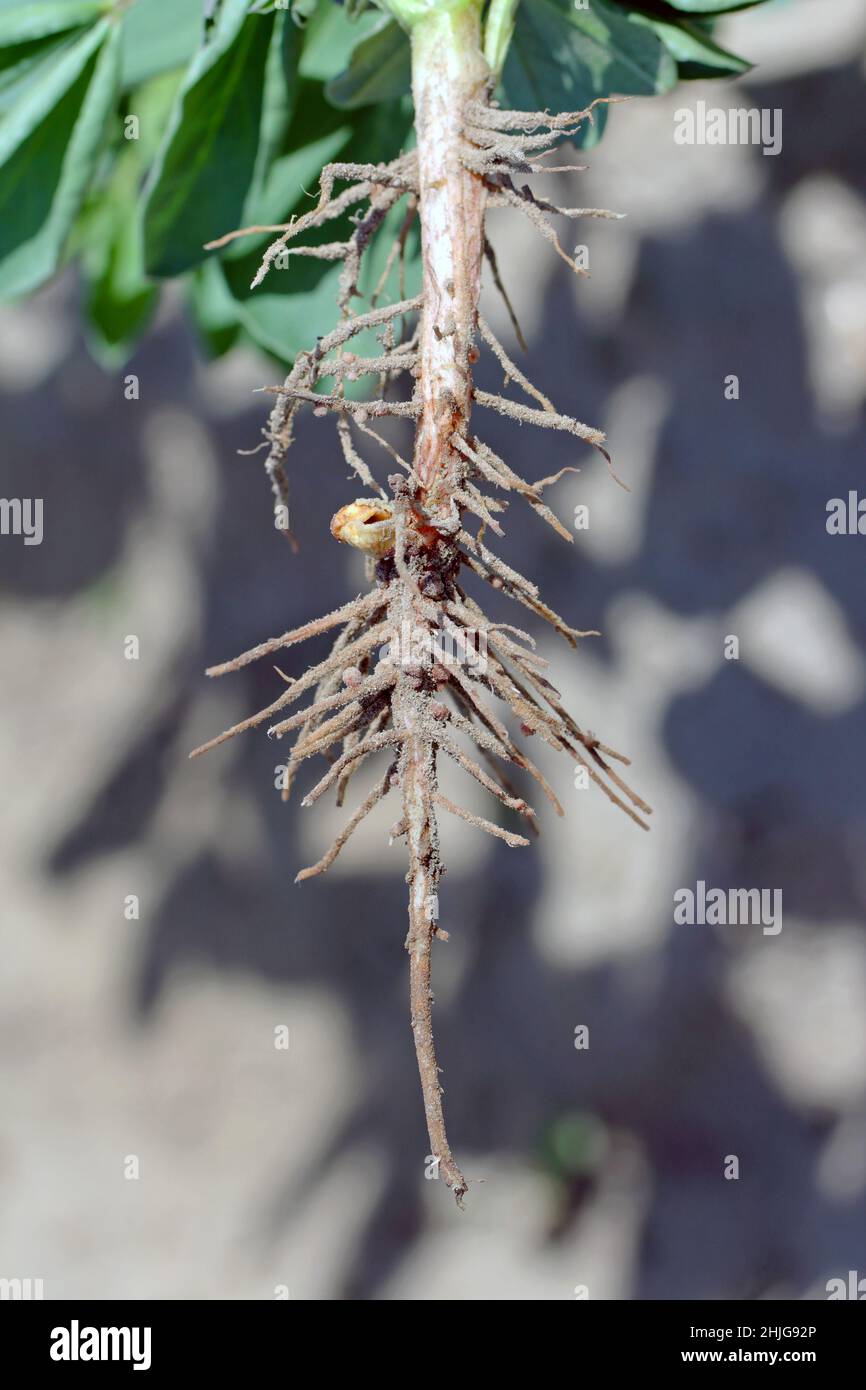 Nodules de larges racines de haricots.Les bactéries fixatrices d'azote atmosphérique vivent à l'intérieur Banque D'Images