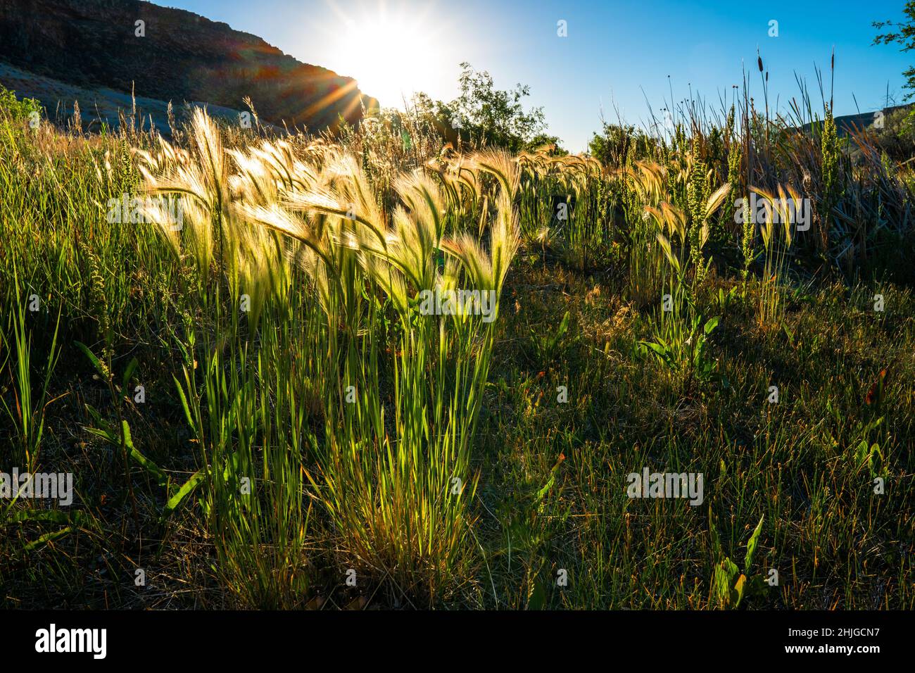 Les petits pains d'orge à queue d'aronde (Hordeum jubatum) ainsi que d'autres herbes et des épis sont rétroéclairés par le soleil levant au lac Halverson, près de Celebratio, dans l'Idaho Banque D'Images