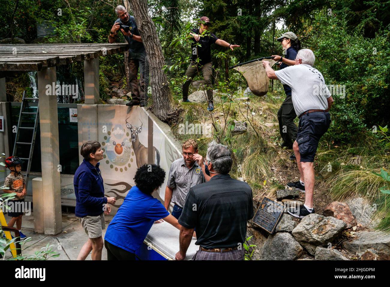 Les employés de l'Idaho Fish and Game livrent le saumon sockeye du bassin de la rivière Wenatchee au MKNC 'Alpine Lake'; les bénévoles du MKNC jouent un rôle important dans le transfert Banque D'Images