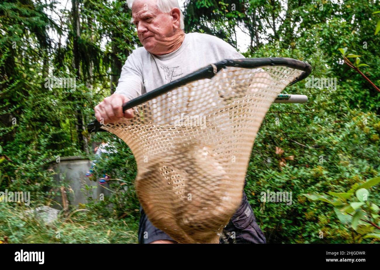 Les employés de l'Idaho Fish and Game livrent le saumon sockeye du bassin de la rivière Wenatchee au MKNC 'Alpine Lake'; les bénévoles du MKNC jouent un rôle important dans le transfert Banque D'Images