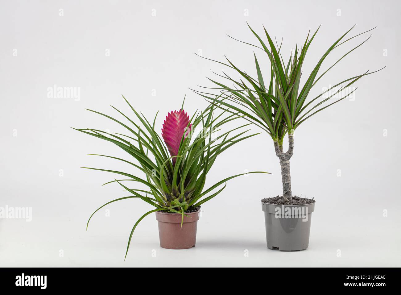 La composition moderne du jardin de la maison a rempli beaucoup de belles plantes, cactus, succulents, plantes d'air dans différents pots design.Pointe botanique élégante Banque D'Images