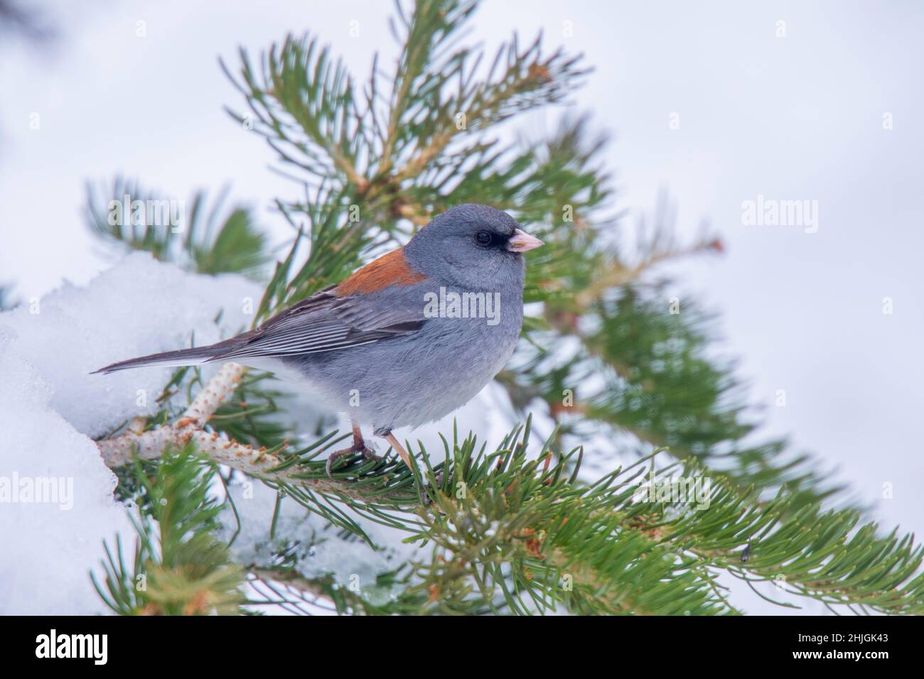 Junco Junco hyemalis Walden, Colorado, États-Unis 30 avril 2019AdultePasserellidae course à tête grise Banque D'Images