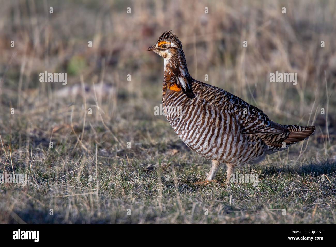 Grand poulet des Prairies Tympanuchus cupido Wray, comté de Yuma, Colorado 28 avril 2019AdultePhasianidae Banque D'Images