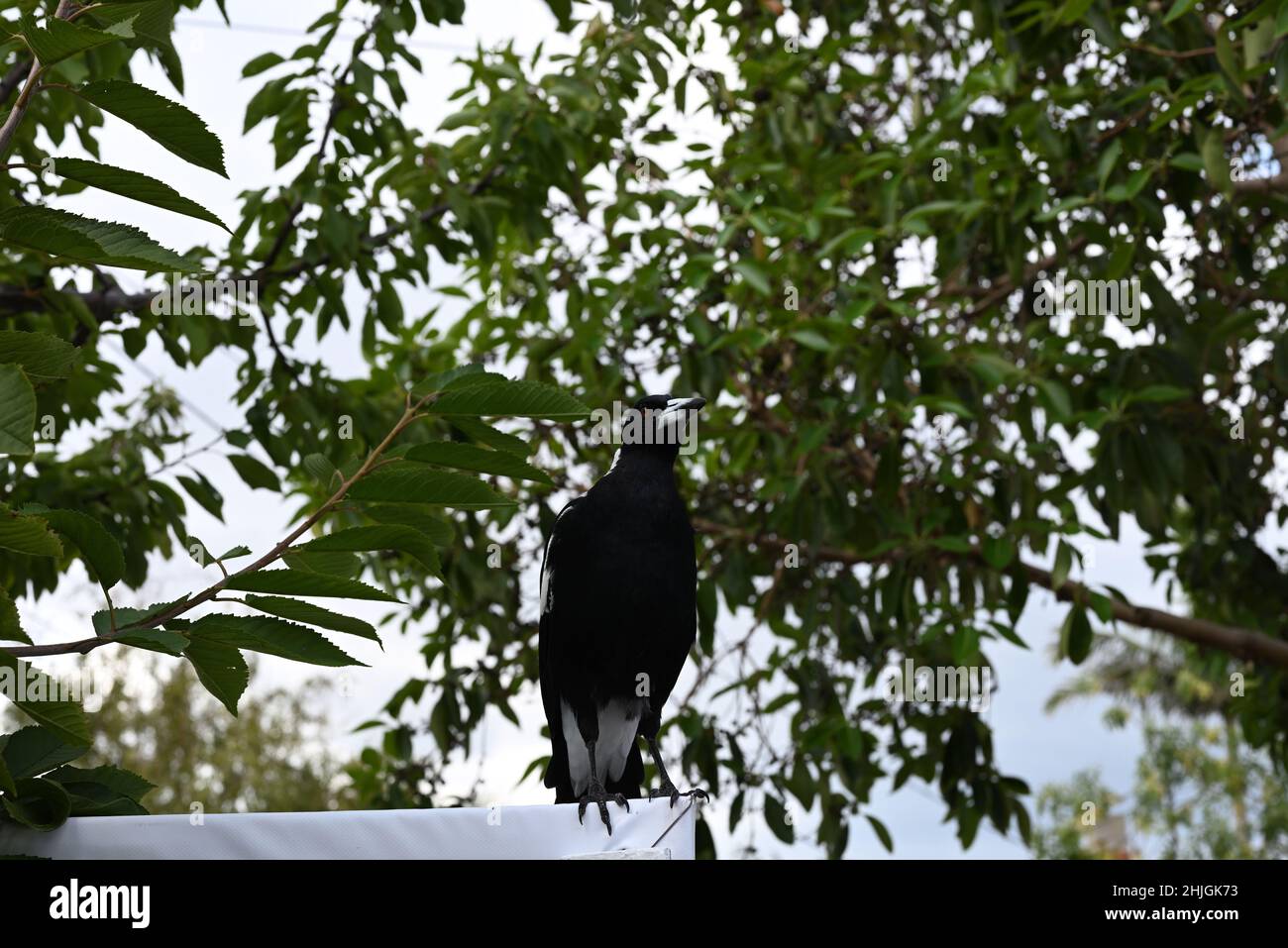 Magpie australienne perchée au sommet d'un panneau, entourée de feuilles vert foncé Banque D'Images