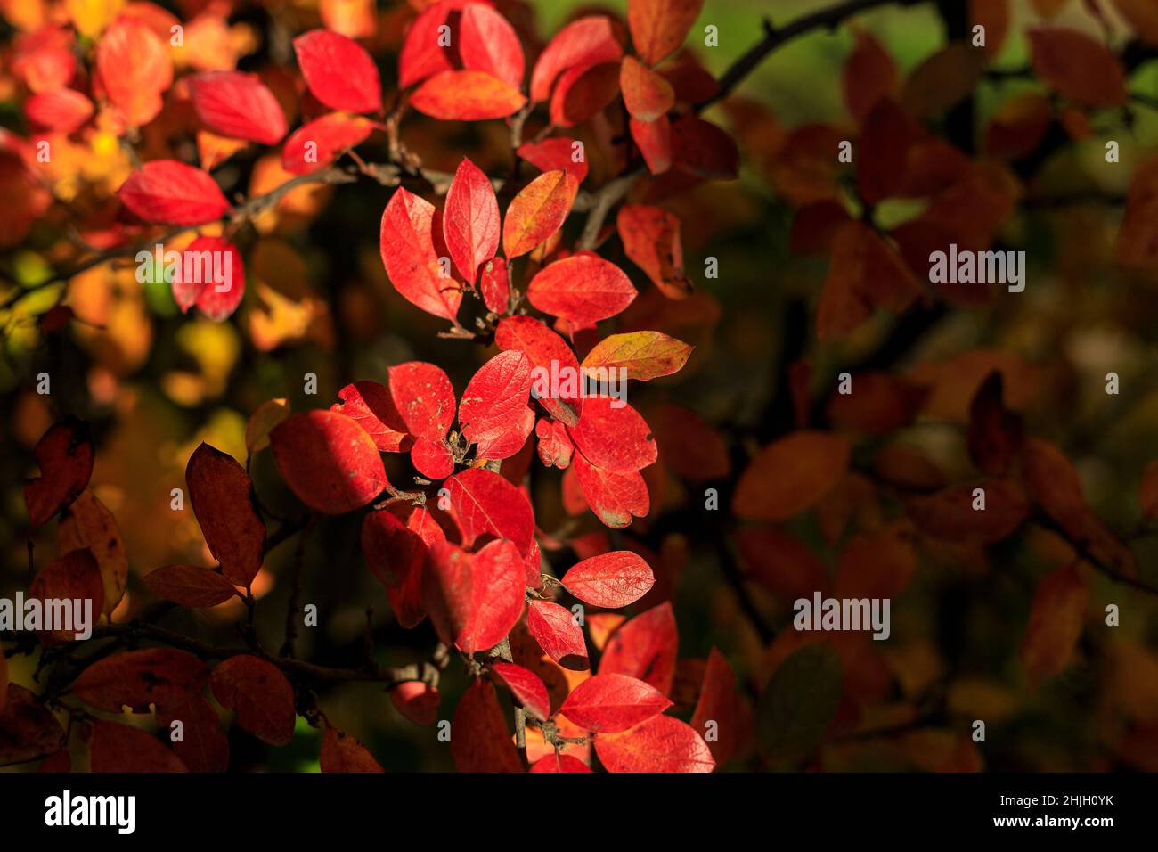 Bush avec des feuilles rouges sur fond sombre.Parc automnal par beau temps.Scène des vibes d'automne.Photographie à mise au point sélective. Banque D'Images