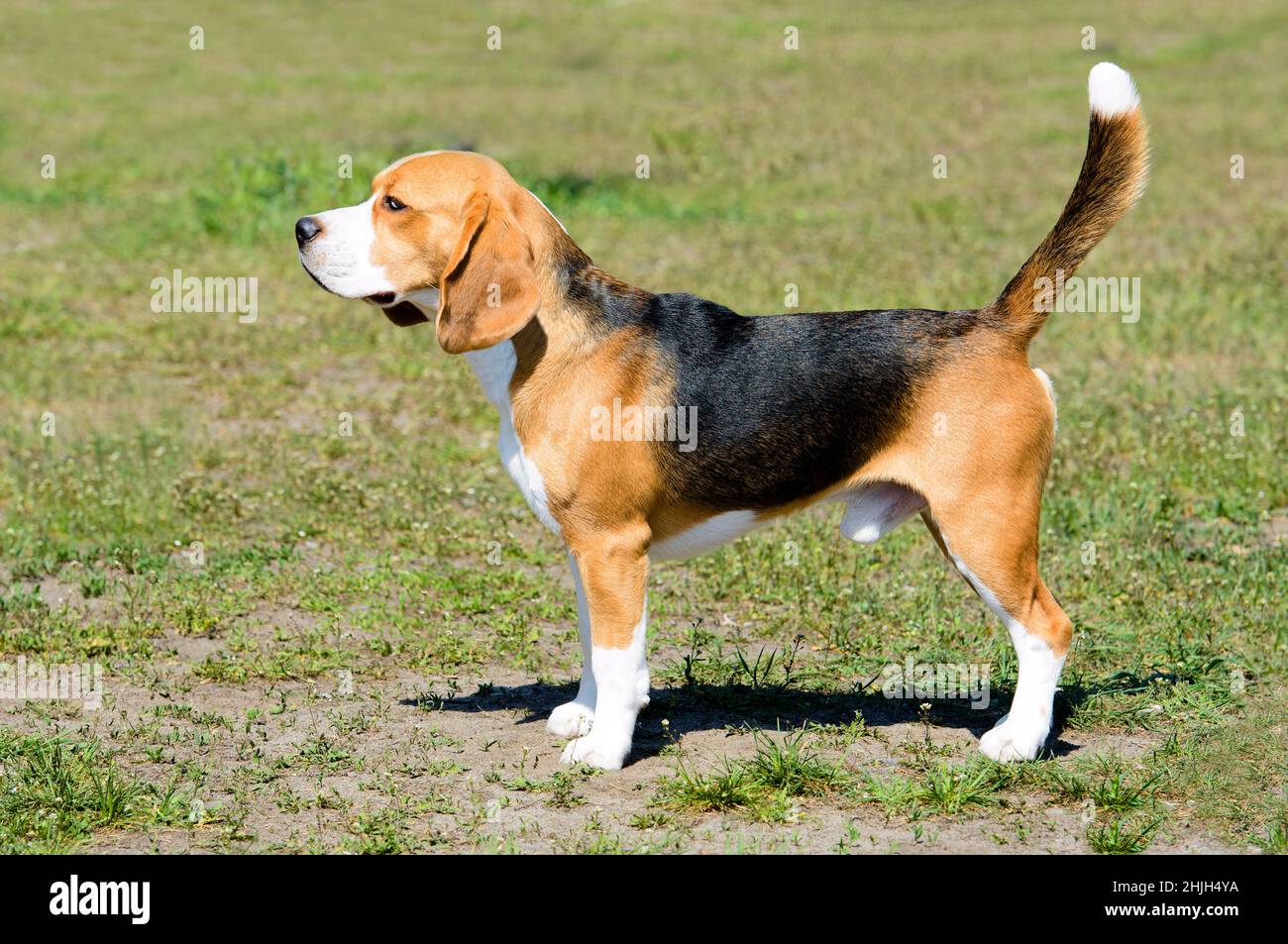 Beagle tricolore dans le parc.Le Beagle se trouve dans le parc. Banque D'Images