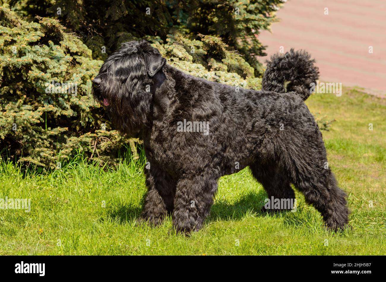 Bouvier des Flandres en profil.Le Bouvier des Flandres se trouve dans le parc de la ville Banque D'Images