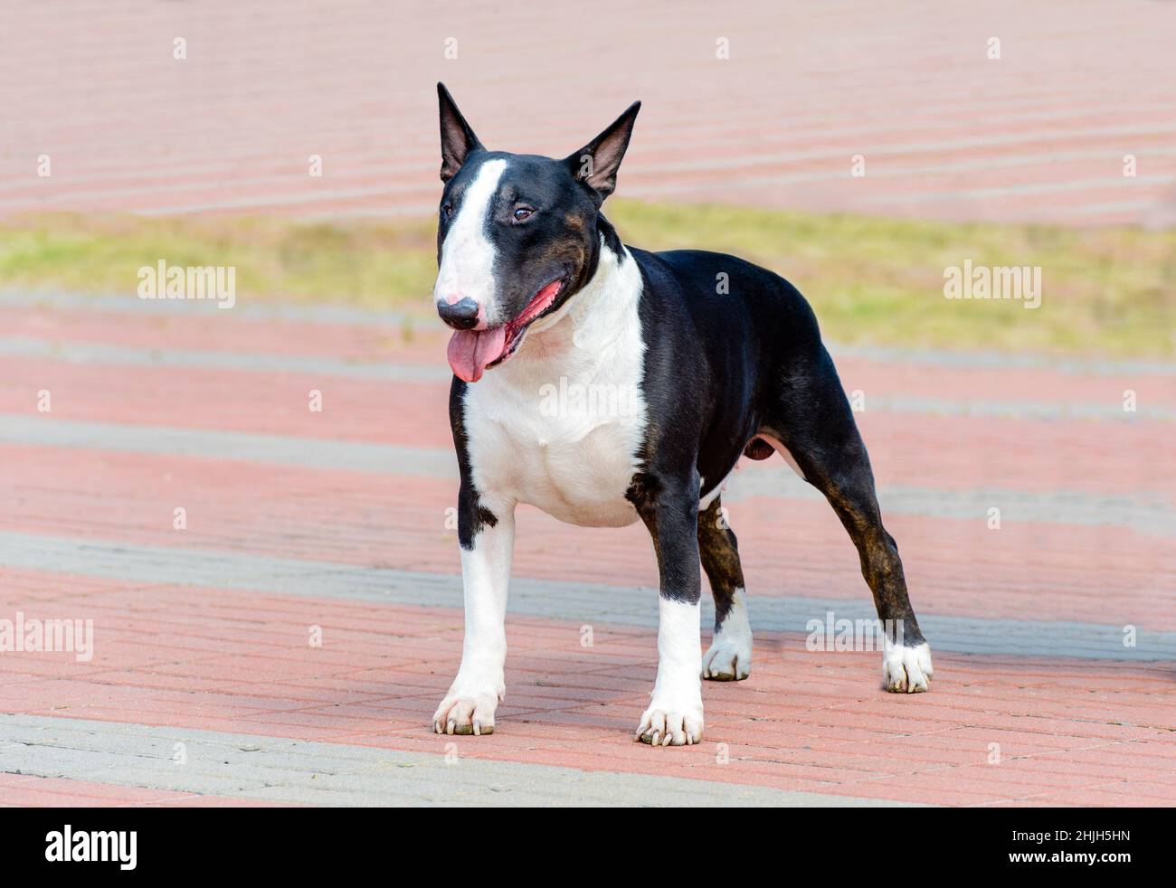 Bull Terrier noir et blanc sur toute la face.Bull Terrier noir et blanc est sur le parc. Banque D'Images