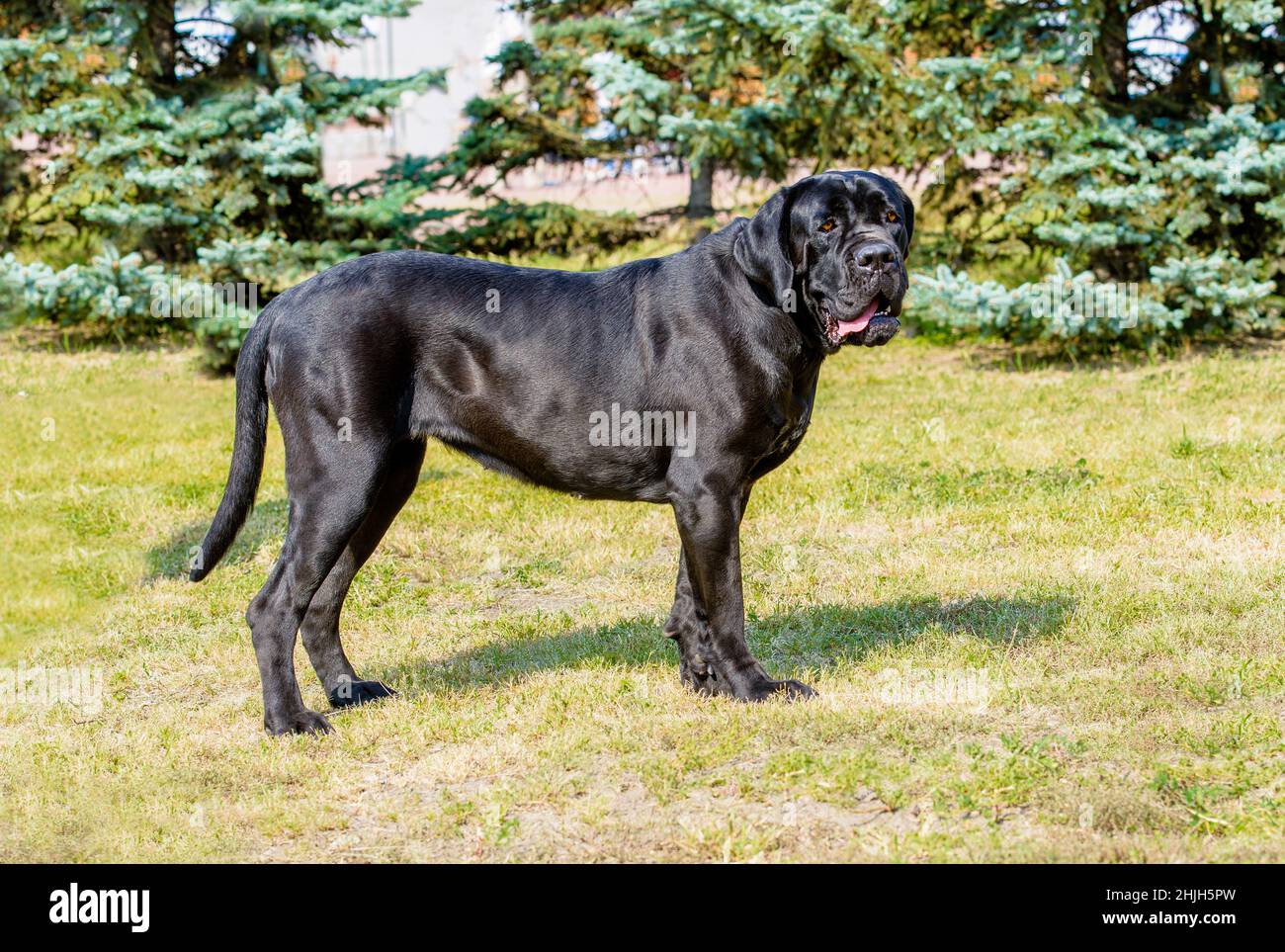 Le Corso de canne n'est pas ancré.Le Cane Corso sans amarrage de queue et de cropping d'oreilles se dresse sur l'herbe verte dans le parc. Banque D'Images