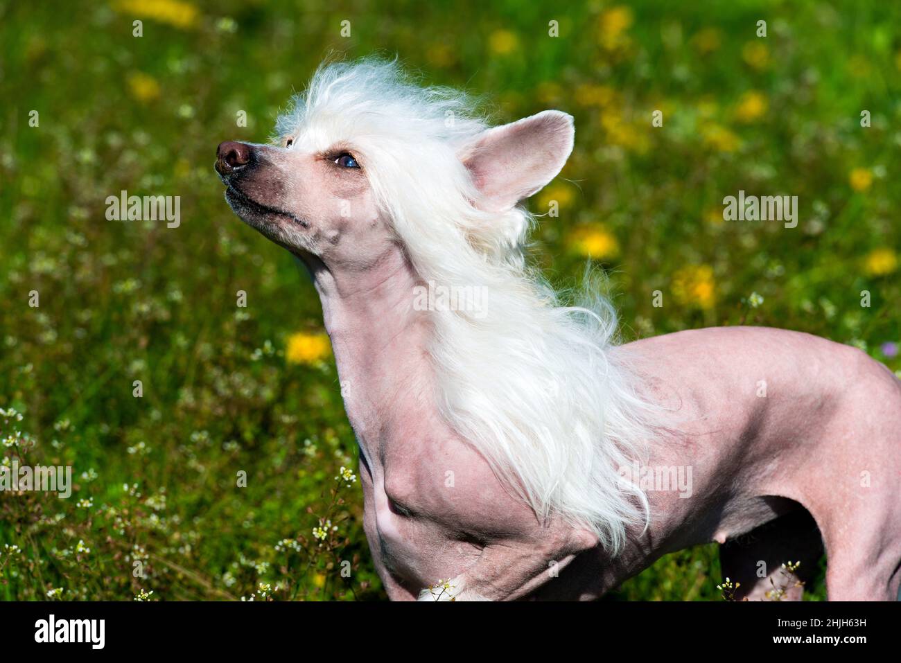 Blanc de chien chinois à la crème.Le chien chinois à crête marche sur  l'herbe du parc Photo Stock - Alamy