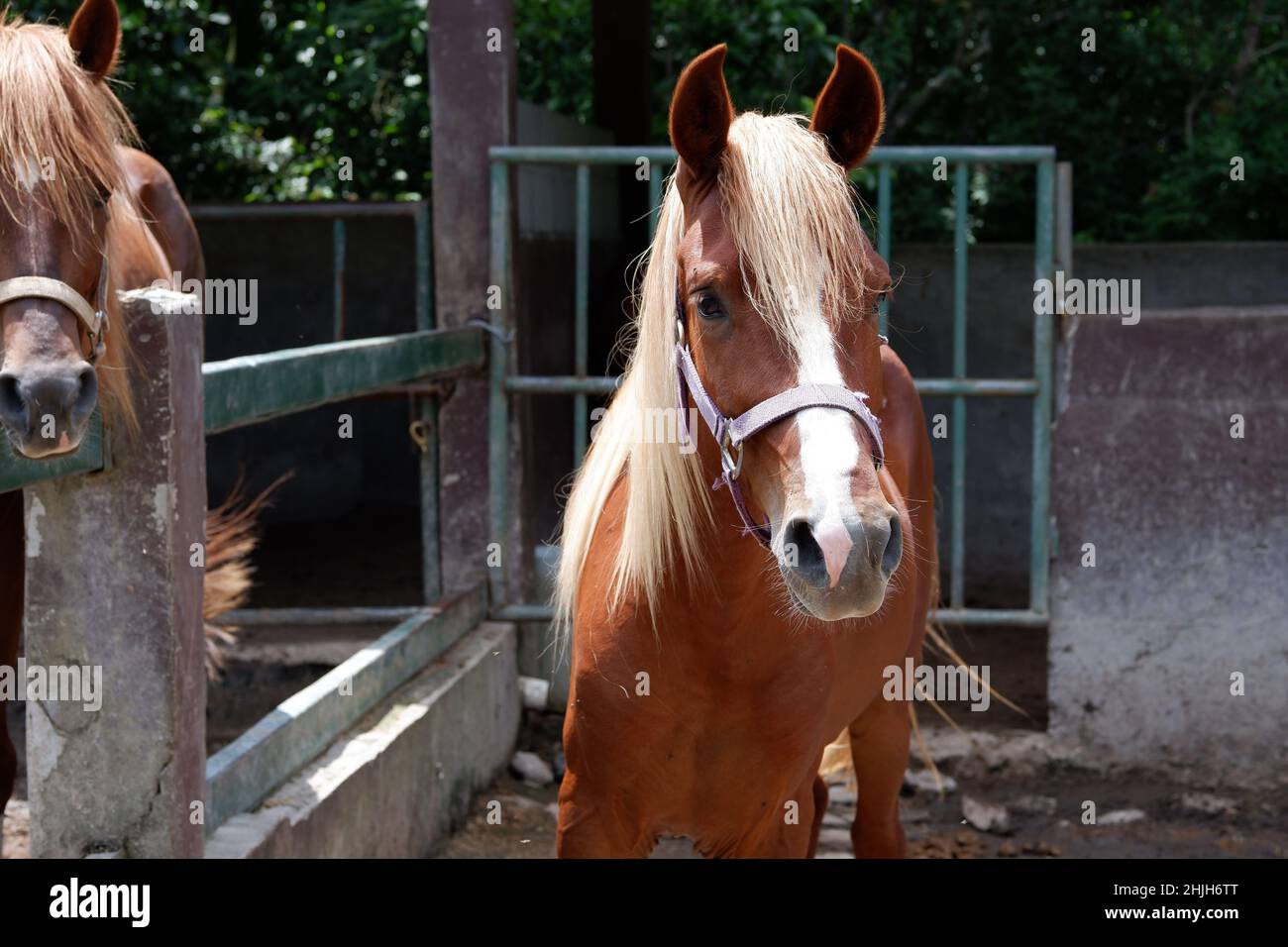 Cheval à l'intérieur de la ferme Banque D'Images