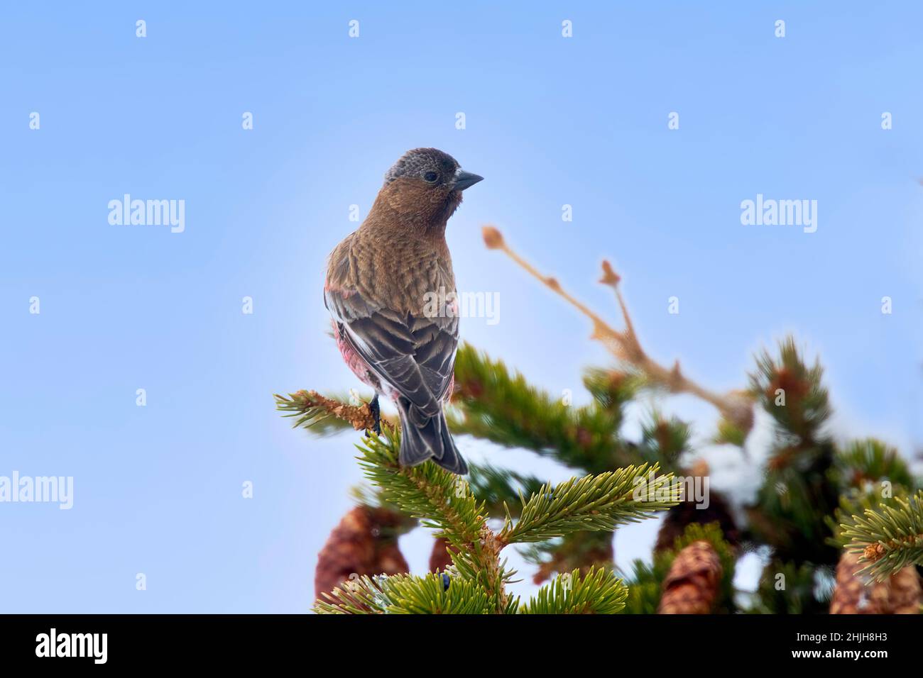 Rosy-Finch Leucosticte australis Walden, Colorado, États-Unis 30 avril 2019AdulteFringillidae Banque D'Images