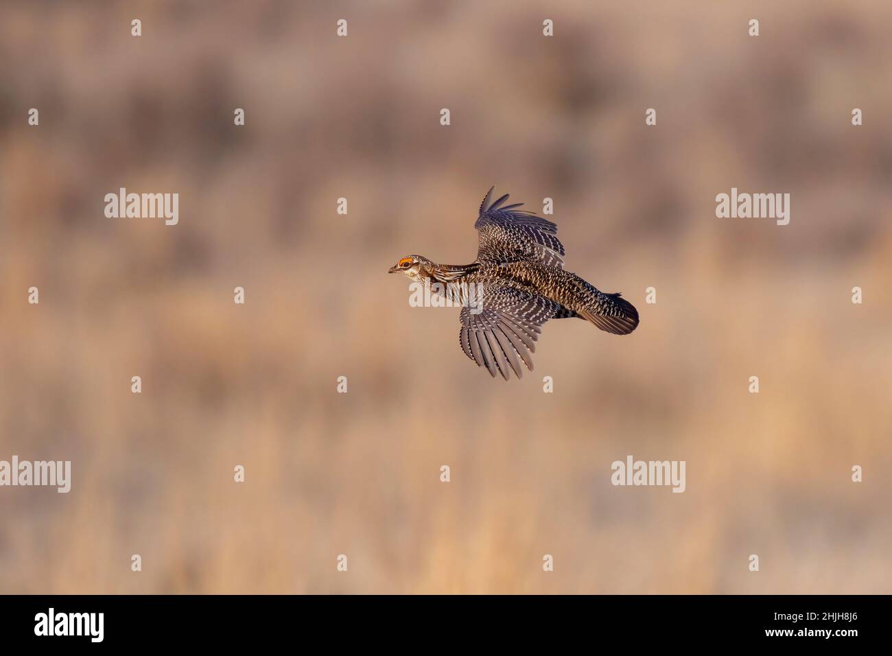 Grand poulet des Prairies Tympanuchus cupido Wray, comté de Yuma, Colorado 28 avril 2019Adulte en vol.Phasianidae Banque D'Images