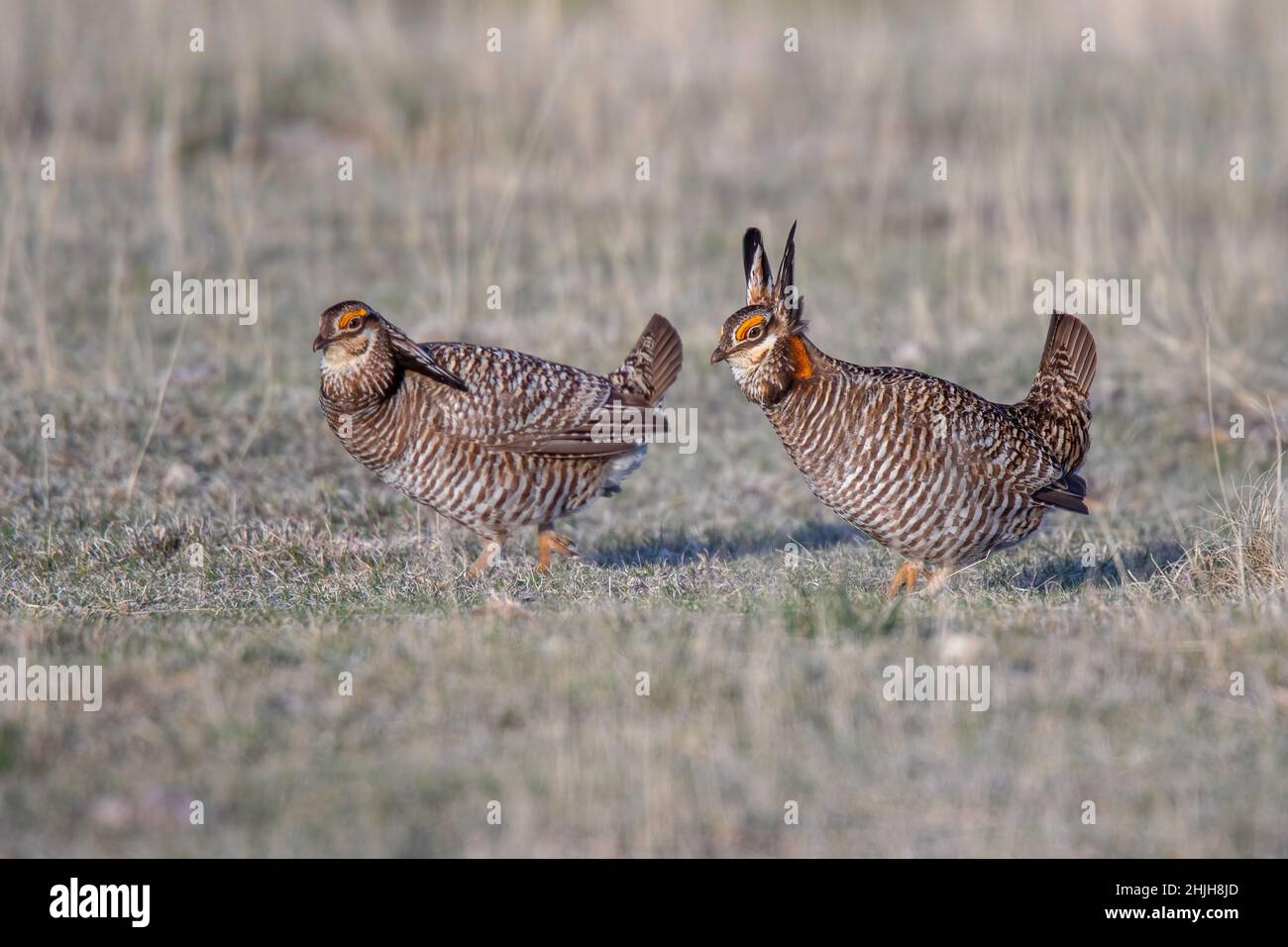 Grand poulet des Prairies Tympanuchus cupido Wray, comté de Yuma, Colorado 28 avril 2019AdultePhasianidae Banque D'Images