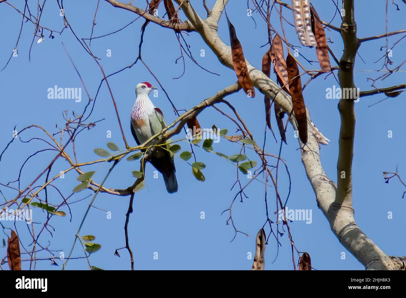Ptilinopus perousii Koroyanitu National Park, vite-Levu, Fidji 23 octobre 2019 homme adulte Columbidae Banque D'Images