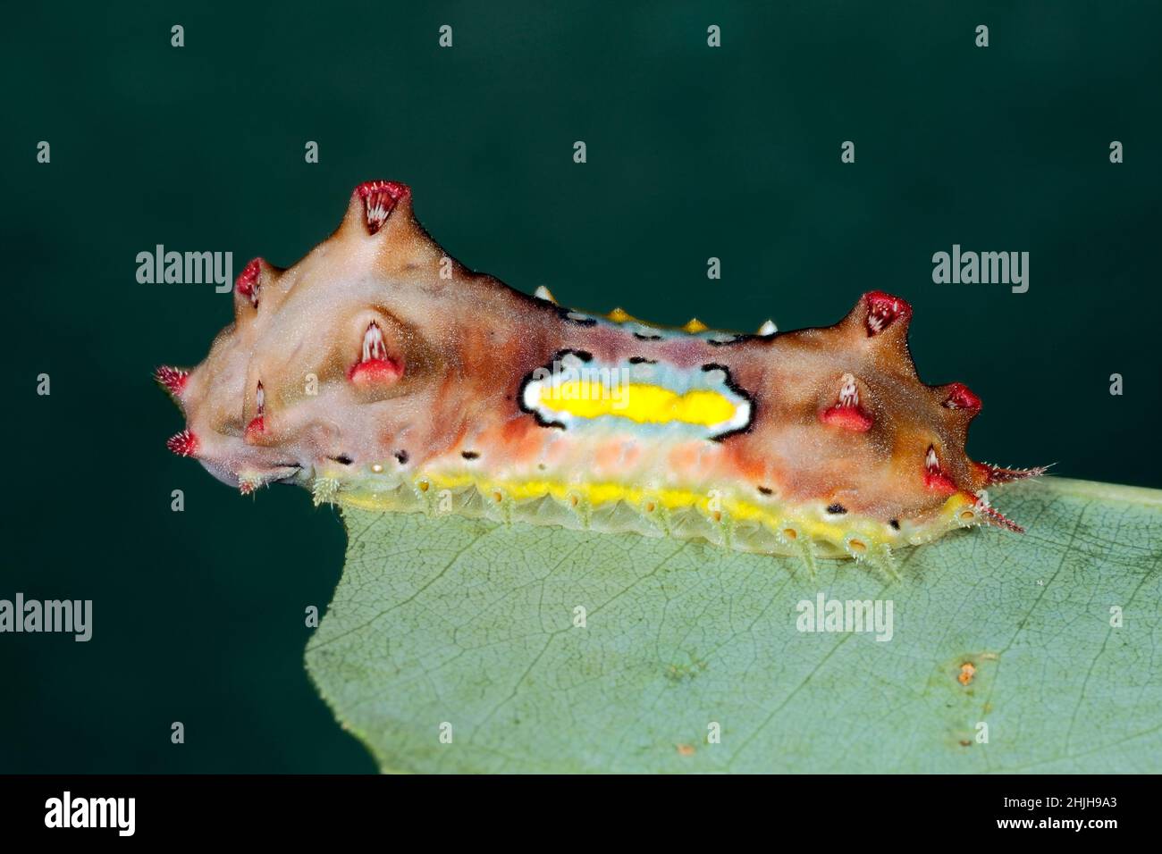 Moth caterpillar, Doratifera vulnerans.Ces chenilles ont des épines qui pichent et qui contiennent des toxines, et elles déversent leurs épines quand dist Banque D'Images