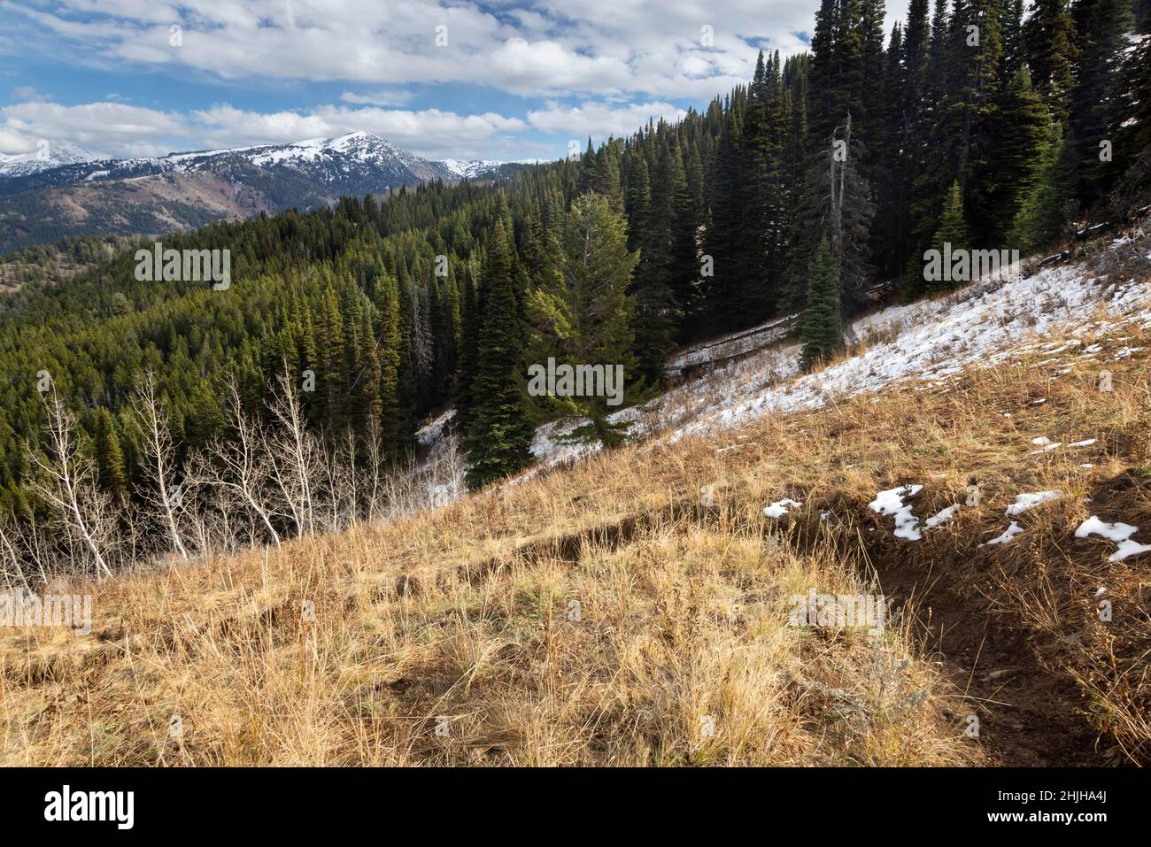 La montagne Taylor et les montagnes Teton s'élevant au-dessus d'une prairie herbeuse avec le sentier Mikesell Canyon.Caribou-Targhee National for Banque D'Images