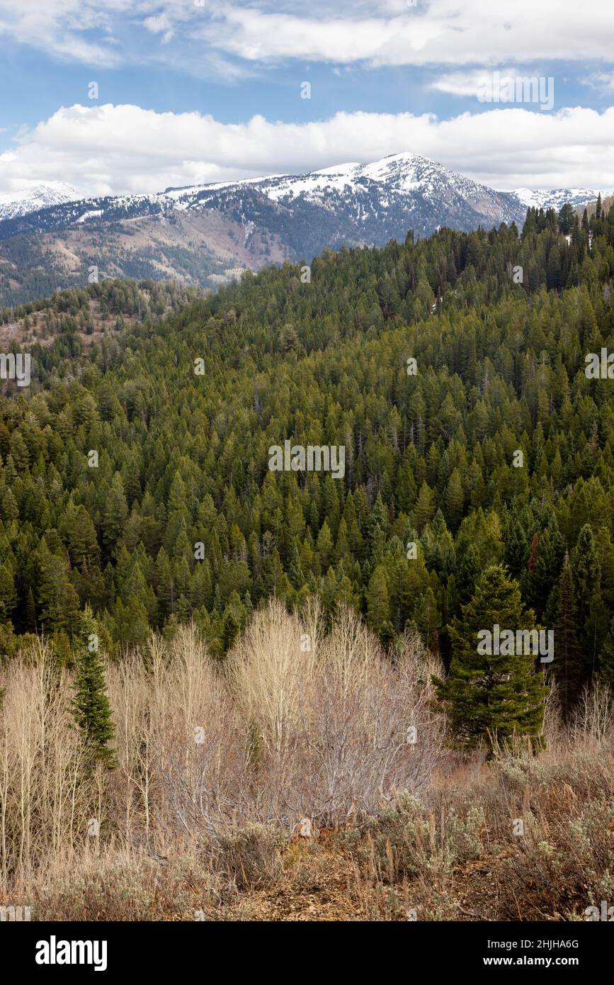 Taylor Mountain of the Teton Mountains s'élevant au-dessus d'une forêt dense dans les contreforts des montagnes de la Snake River.Forêt nationale de caribou-Targhee Banque D'Images