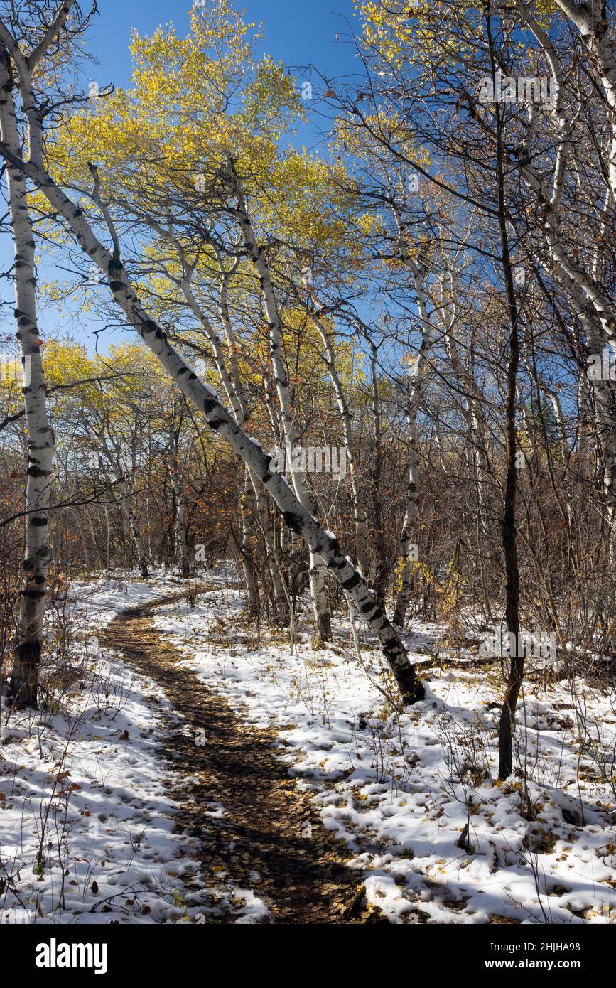 Les tremble balayés par le vent s'accrochant à la dernière de leurs couleurs d'automne s'élevant au-dessus de la piste Aspen dans les montagnes Teton.Forêt nationale de Bridger-Teton, Wy Banque D'Images