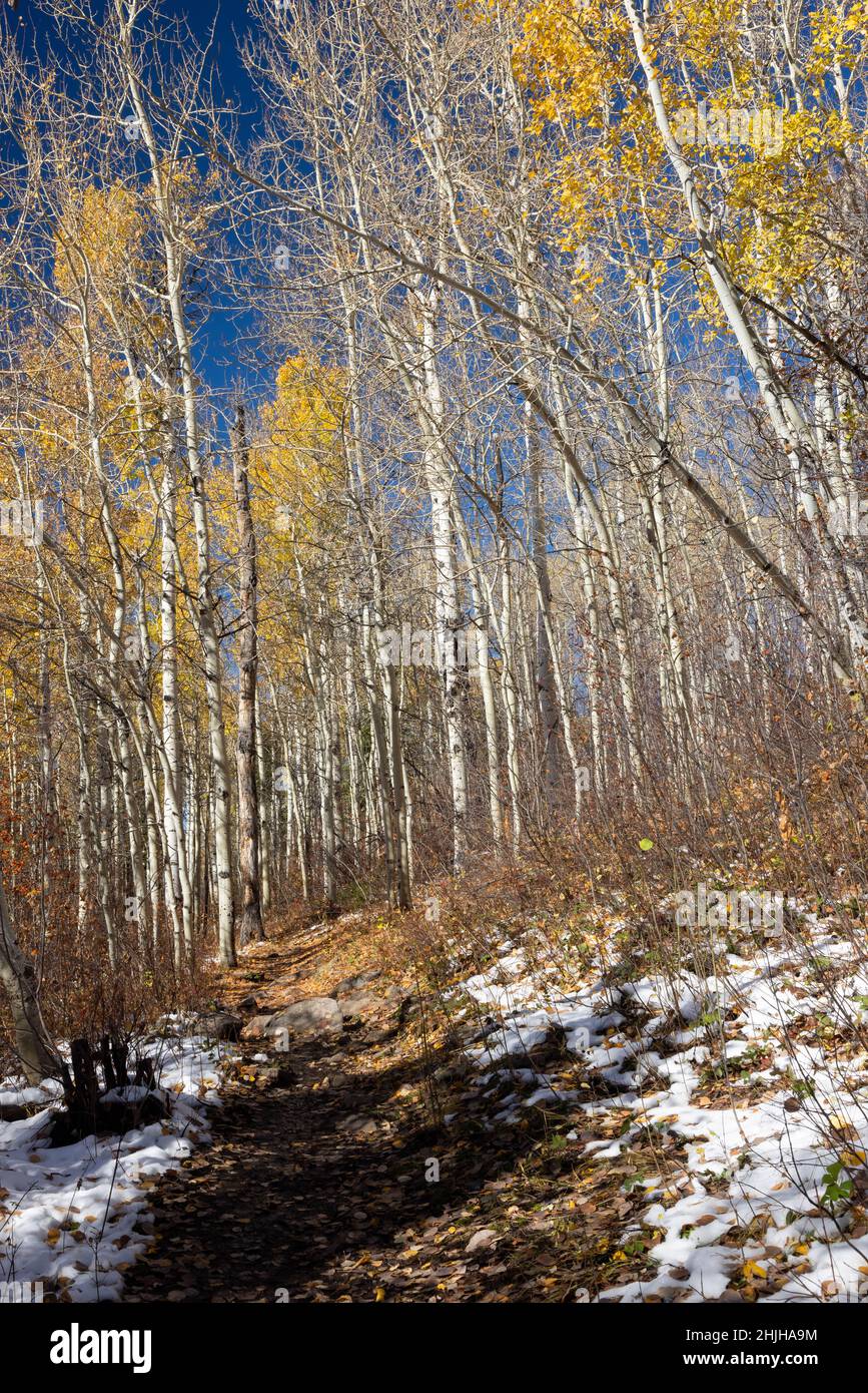 Vers la fin de l'automne, des peupliers accrochés à la dernière de leur couleur s'élevant au-dessus de la piste Aspen dans les montagnes Teton.Forêt nationale de Bridger-Teton, W Banque D'Images