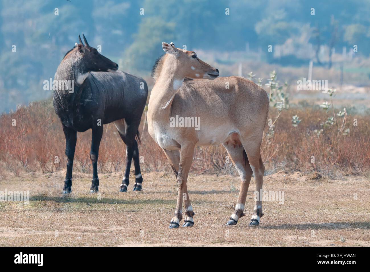 Magnifique et plus grand antilope asiatique nilgai habitat naturel mâle et femelle. Banque D'Images