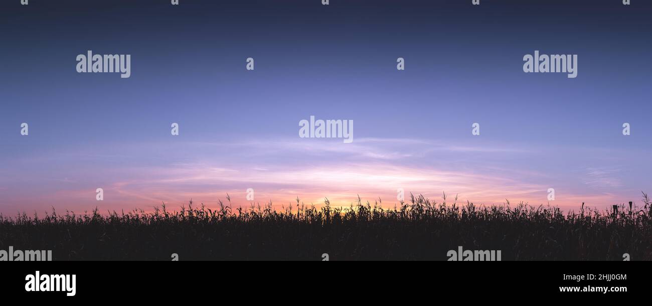 Panorama d'un champ de maïs mûr sur fond de coucher de soleil.Silhouette de maïs mûr sur fond de coucher de soleil sans soleil.Ciel dégagé le soir Banque D'Images