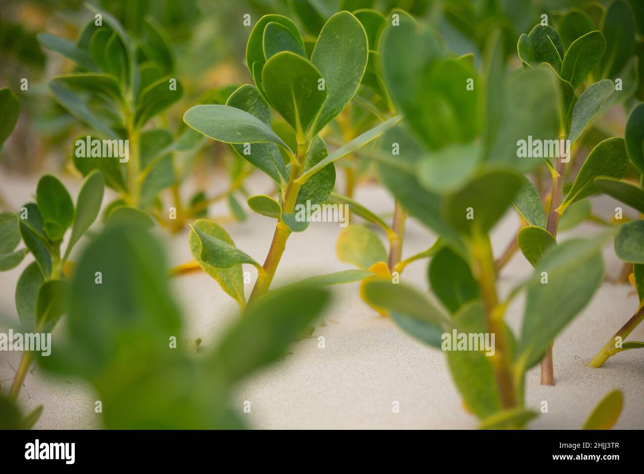 Scaevola plumieri dune vegitation sur les dunes de teh des plages ensoleillées du Cap oriental, afrique du Sud Banque D'Images