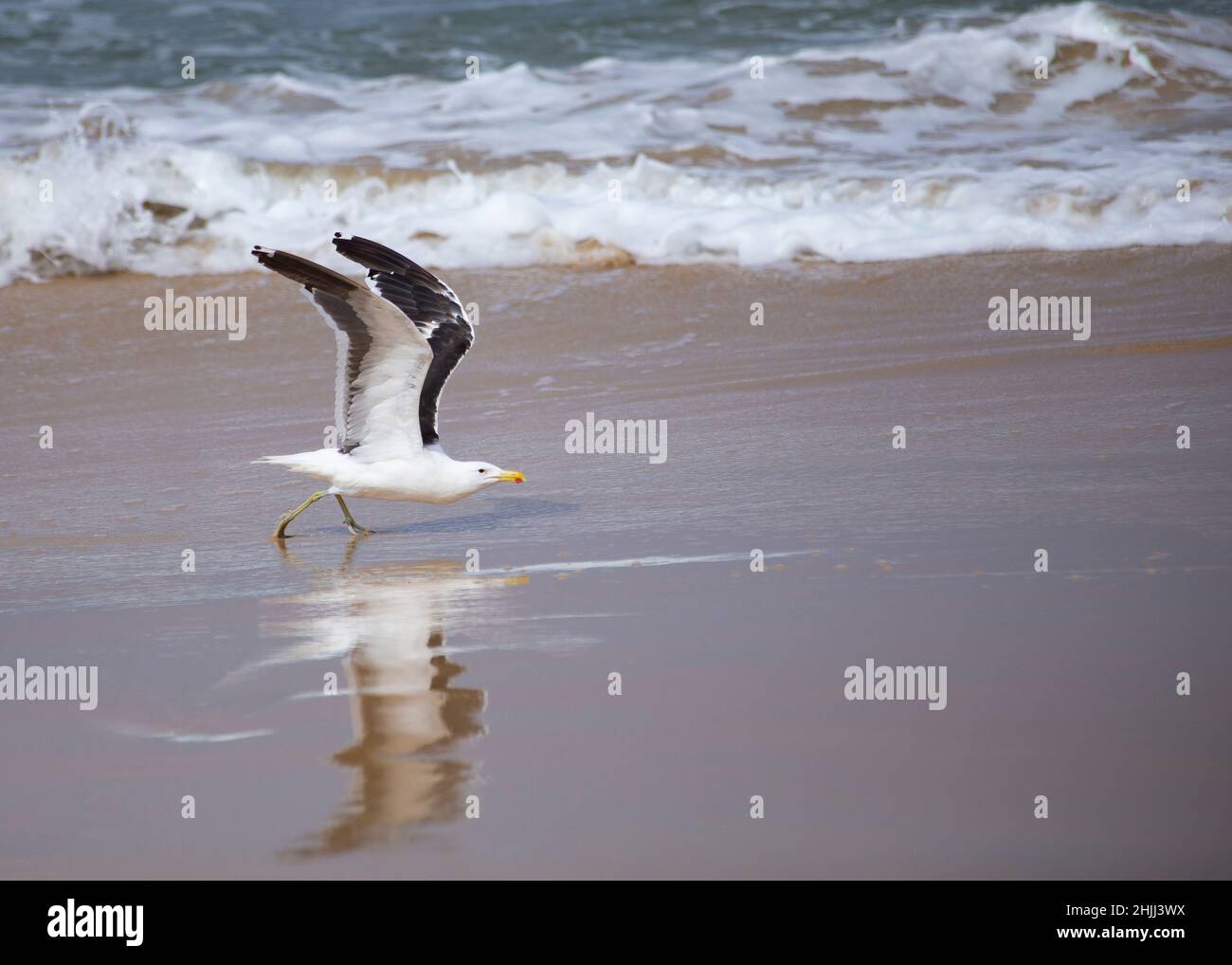 Un mouette Lone se préparant à prendre le décollage en face de l'océan. Banque D'Images