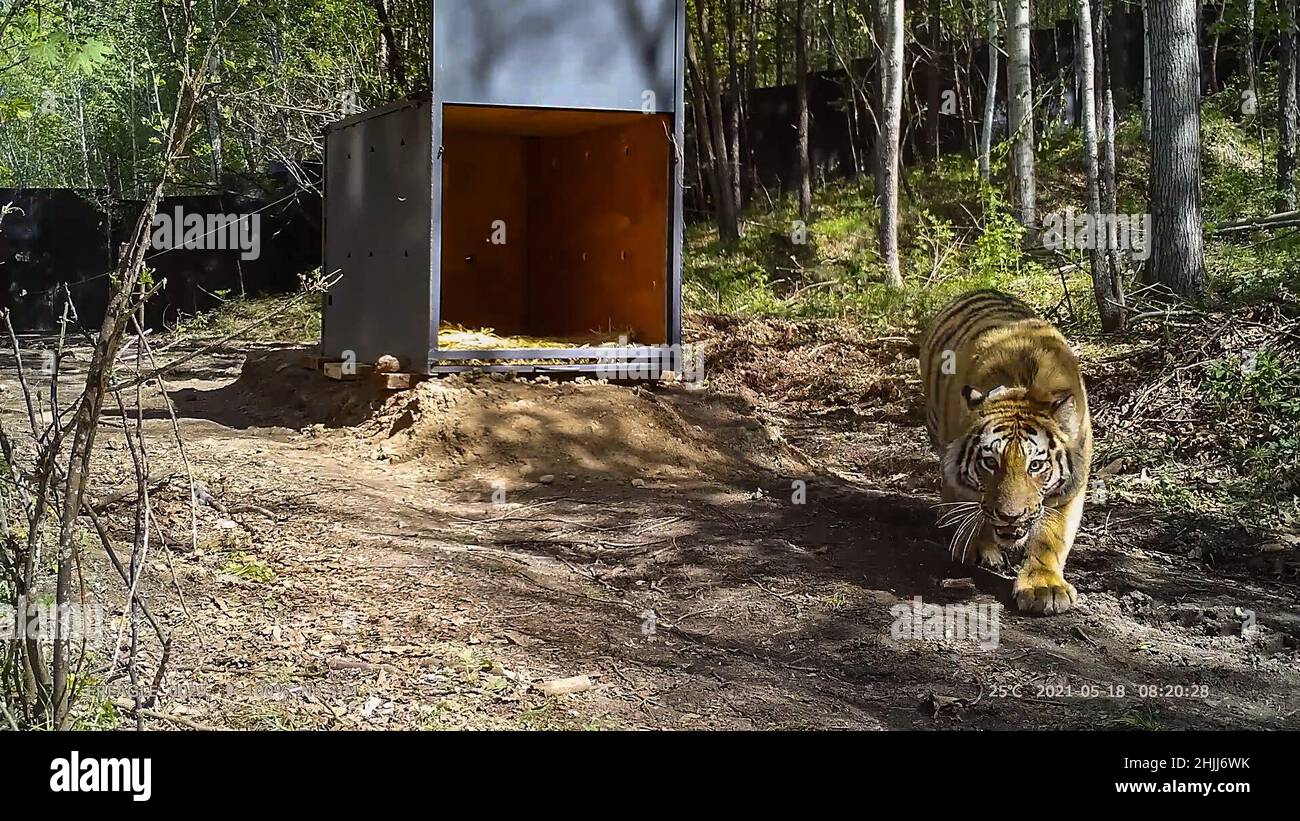 Pékin, Chine.30th janvier 2022.La capture d'écran vidéo montre un tigre de Sibérie sauvage libéré dans la nature dans la province de Heilongjiang, dans le nord-est de la Chine, le 18 mai 2021.Credit: Xinhua/Alay Live News Banque D'Images