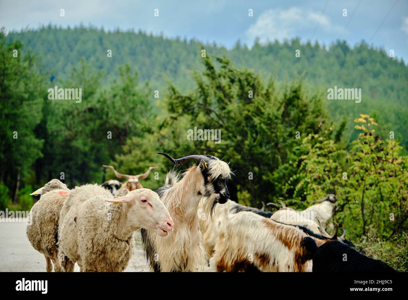 groupes d'animaux, fond de colline verte, chèvres, moutons et béliers avec fond de colline. Banque D'Images