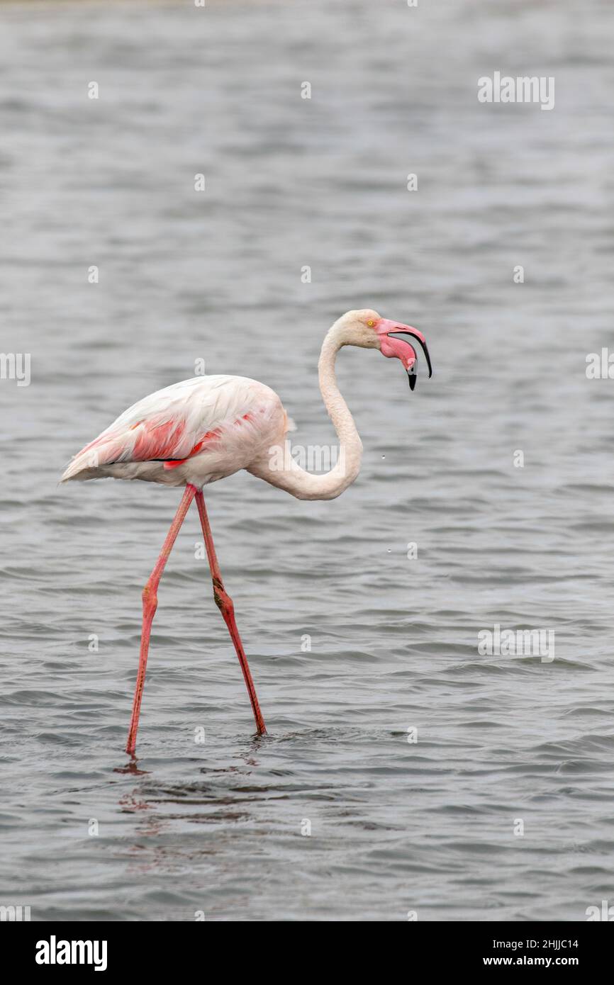Grand Flamingo, Walvis Bay, Namibie Banque D'Images