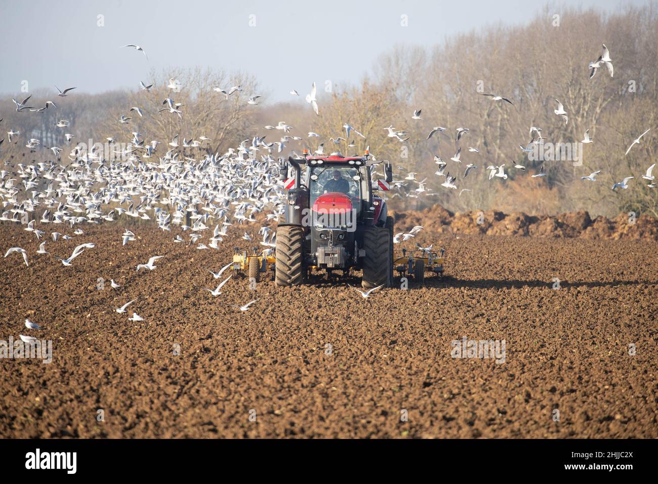 26.1.2022 cultiver les terres suivant la betterave à sucre prête pour le forage de l'orge de printemps dans le Lincolnshire Banque D'Images