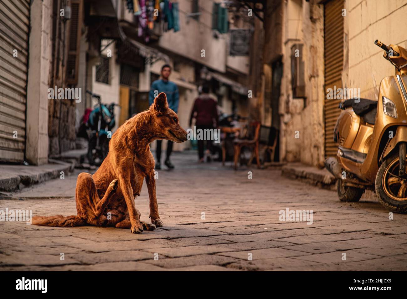 Puces De Sable Banque De Photographies Et D Images A Haute Resolution Alamy