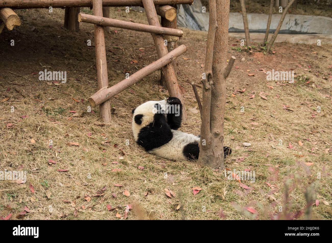 Chine, Sichuan, Chengdu panda base Banque D'Images