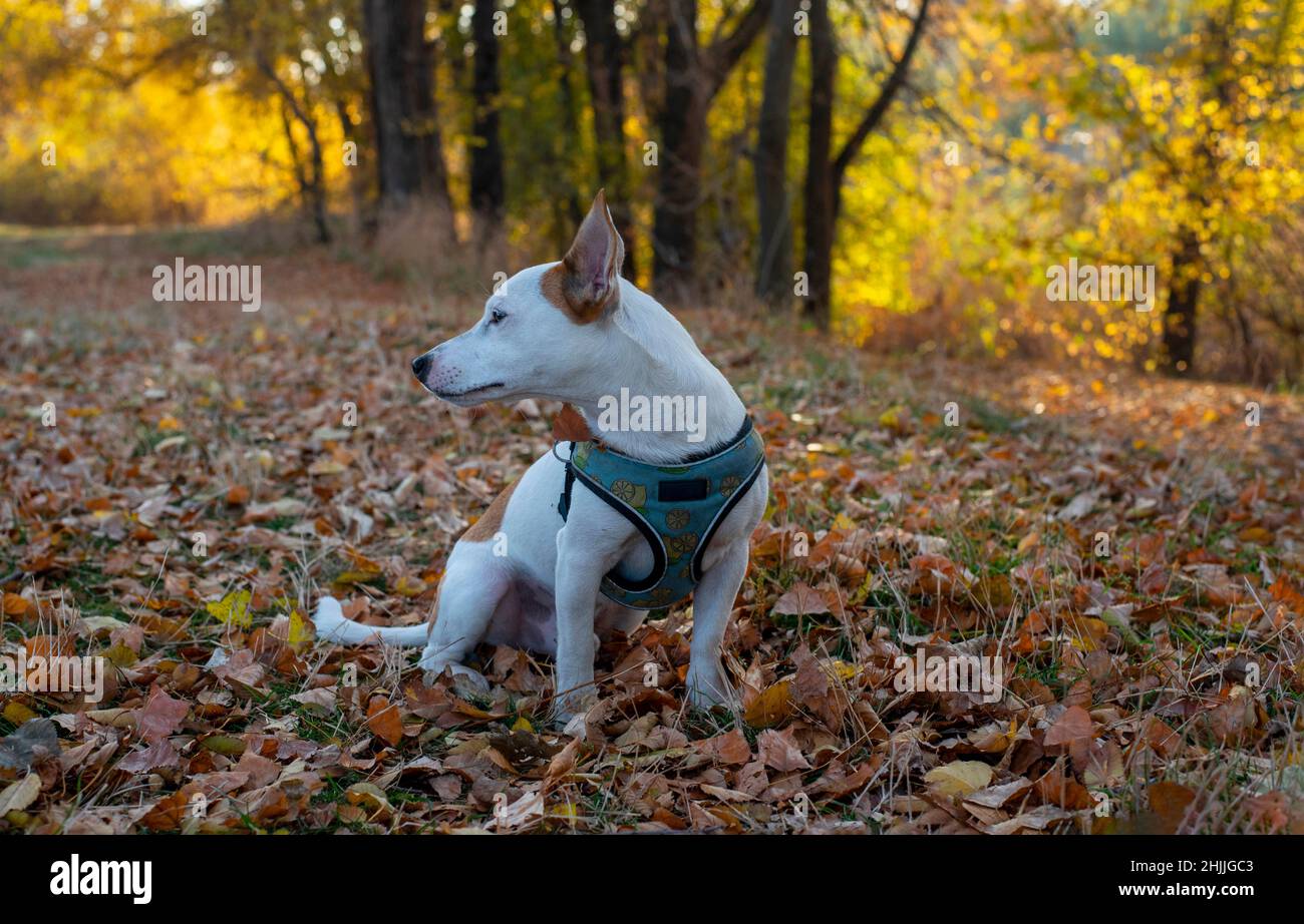 Jack Russell Terrier, chien de race, est assis sur des feuilles jaunes sèches dans la forêt en automne dans un harnais bleu avec un motif de citron.Sur l'arrière-plan de Banque D'Images
