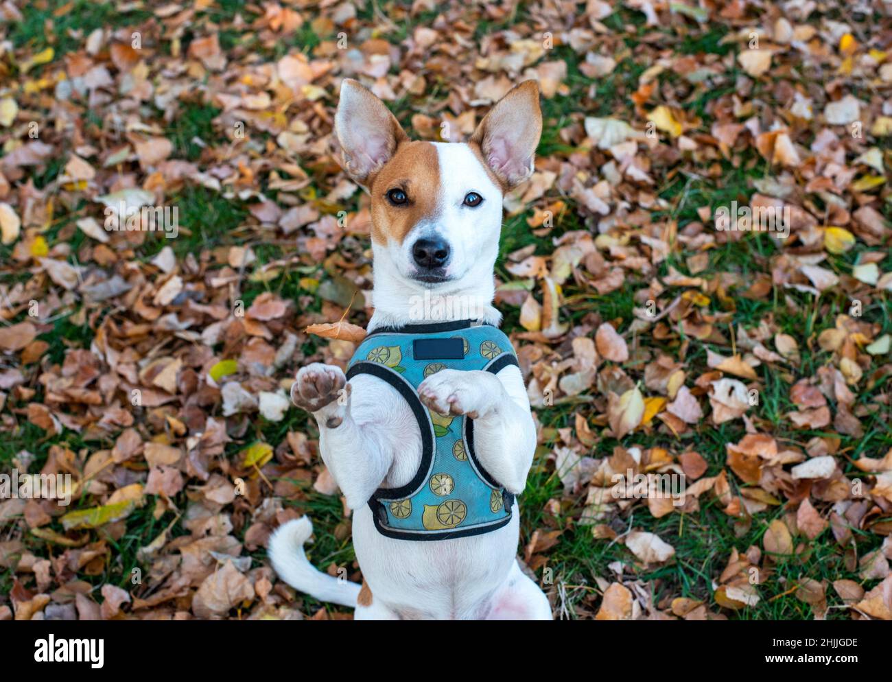 Un chien de la race Jack Russell Terrier se dresse sur ses pattes arrière en automne sur des feuilles jaunes sèches dans une forêt dans un harnais bleu avec un motif citron.Pour Banque D'Images