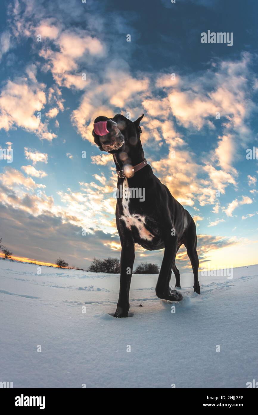 Le grand chien court dans la neige en hiver, Great Dane explore le champ de neige Banque D'Images